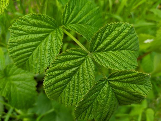 istock Green branch of raspberry leaves close-up. 1346923536