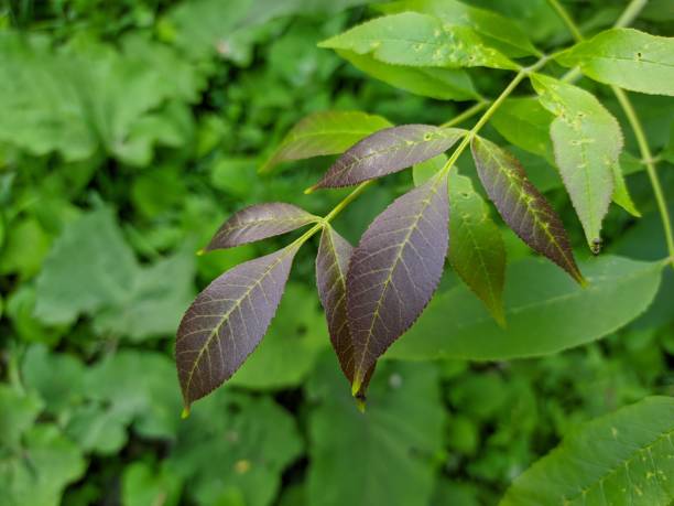 istock Ash leaves are dark in color. 1346923636
