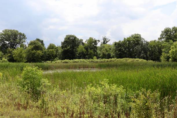 istock Wetlands in the Country 1346924599