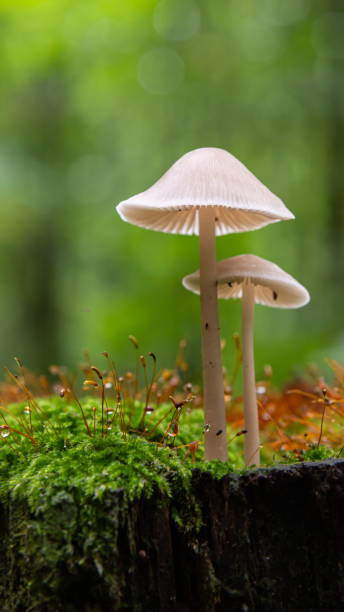 hermoso primer plano de setas del bosque. recolección de setas. foto de setas, foto del bosque, - vertical meadow mushroom vegetable fotografías e imágenes de stock