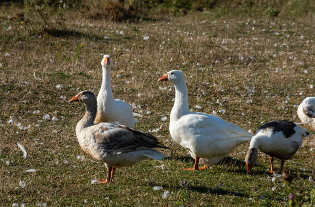 istock Group of white fronted geese resting and feeding in coastal golf course grassland 1346926989