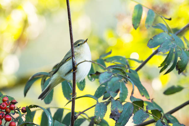istock Small European songbird Common chiffchaff, Phylloscopus collybita stopping on a Rowan tree branch 1346927401