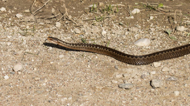 istock Large Common European adder, Vipera berus crawling on the ground 1346927740
