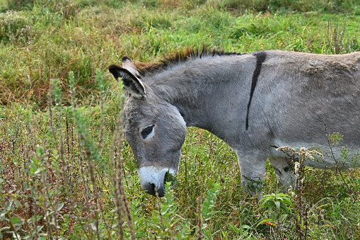 Donkey grazing on fall weeds in a Connecticut pasture