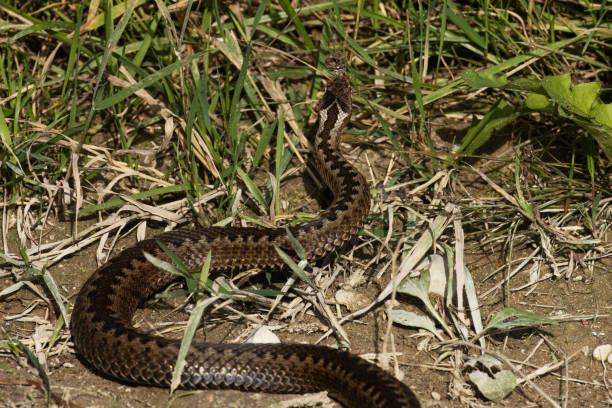 istock Large Common European adder, Vipera berus crawling on the ground 1346927946