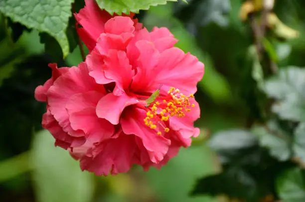 Photo of beautiful pink color flower of hibiscus with green leaves and branch.