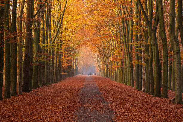istock A beech avenue with beautiful colored autumn leaves. 1346931868