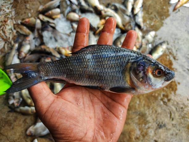 istock Freshwater rohu carp fish in hand in nice blur background 1346932762