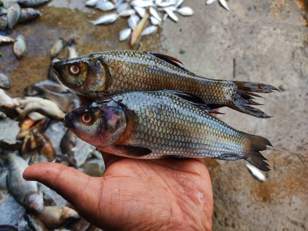 istock Freshly harvested rohu fish in hand in nice blur background from different angle view 1346932986
