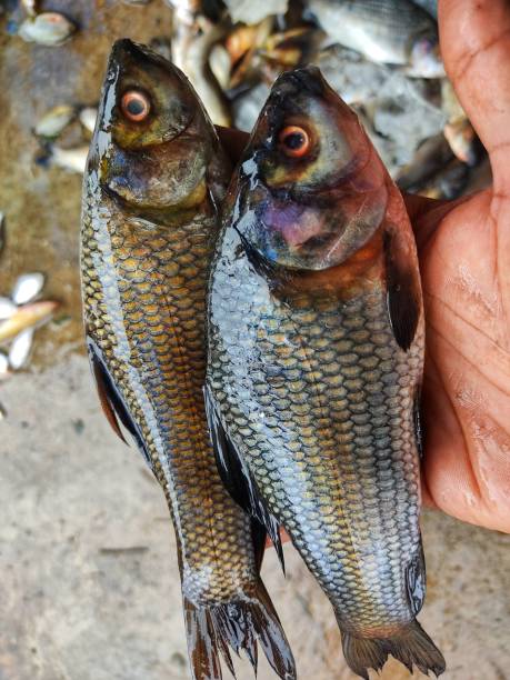 istock Freshly harvested rohu fish in hand in nice blur background from different angle view hd 1346932993