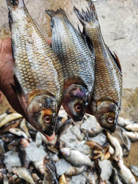 istock Freshly harvested rohu fish in hand in nice blur hd background from different angle view 1346933028