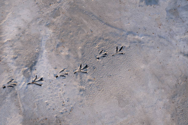 istock cement sidewalk with bird's footprints, pigeon 's footprint on cement 1346933049