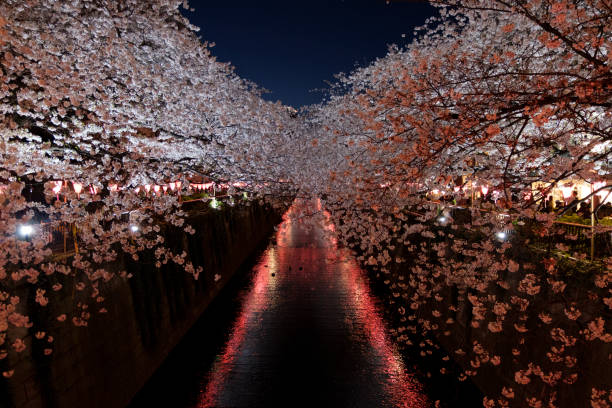istock Cherry blossom in Meguro river, Tokyo, Japan 1346933204