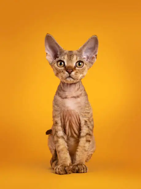 Warm brown tabby Devon Rex cat kitten, sitting facing front. Looking towards camera with golden eyes. Isolated on an orange yellow background.