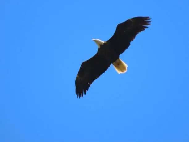 A close-up of a wild American Bald Eagle directly overhead.