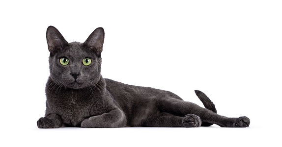 Male Korat cat, laying down side ways. Looking towards camera with green eyes. Isolated on a white background.