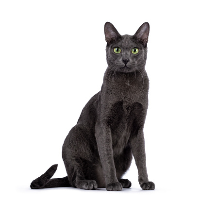 Male Korat cat, sitting up facing front. Looking towards camera with green eyes. Isolated on a white background.