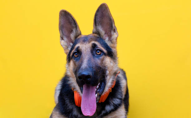 un lindo perro pastor alemán con auriculares aislado sobre fondo amarillo - german shepherd audio fotografías e imágenes de stock