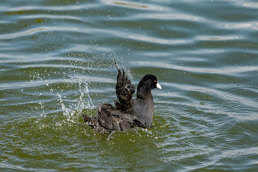 Eurasian coot (Fulica atra) taking bath on lake