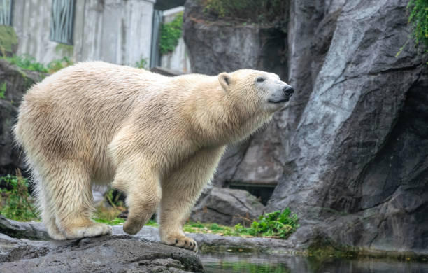 istock White polar bear on the background of rocks 1346937553