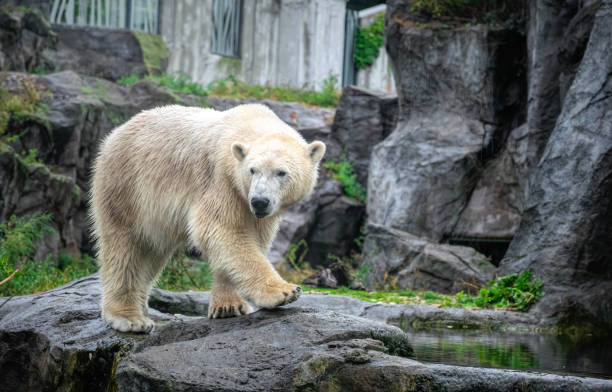 istock White polar bear on the background of rocks 1346937591