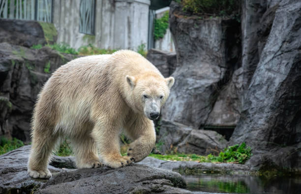 White polar bear on the background of rocks