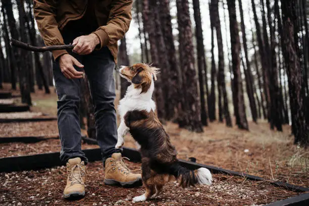 Young man in a forest playing with a puppy Kooikerhondje