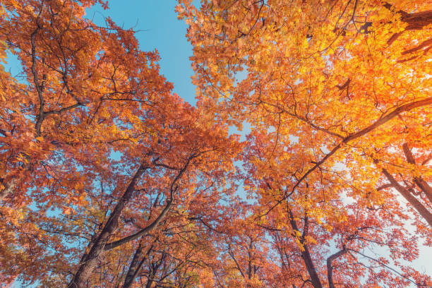 ramas de roble en la mañana de otoño. - 3690 fotografías e imágenes de stock