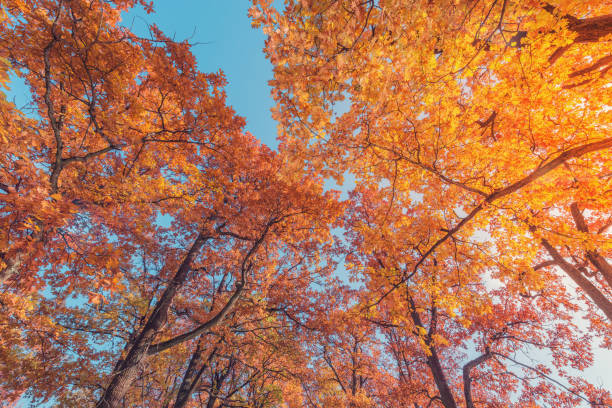 istock Oak tree branches at autumn morning time. 1346938535