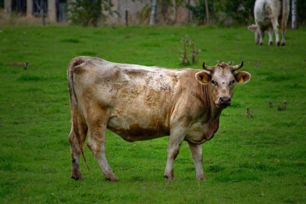 istock A brown and white cow grazes in a meadow, Latvia. 1346938541