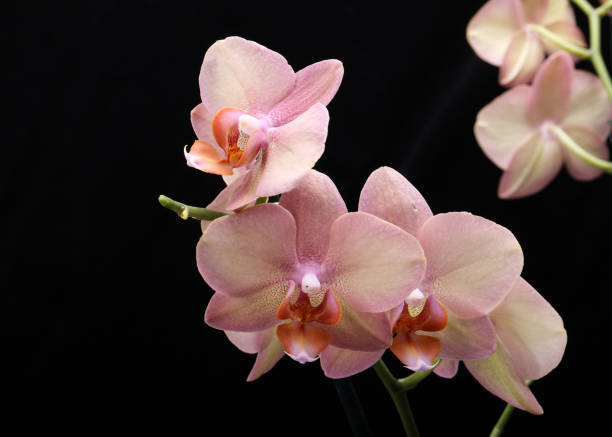 istock Pastel orchid flower isolated on black background 1346938625