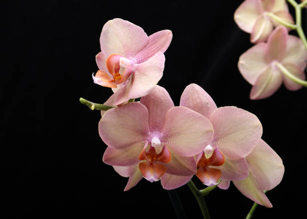 Pastel orchid flower isolated on black background stock photo