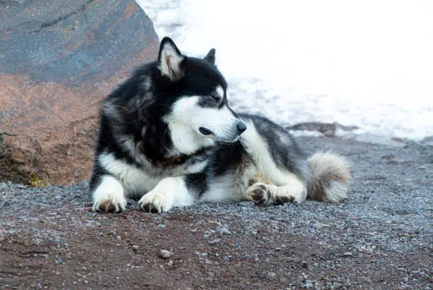 Photo of Siberian Husky dog sleeping on the ground. Thick dog hair saves from the cold.