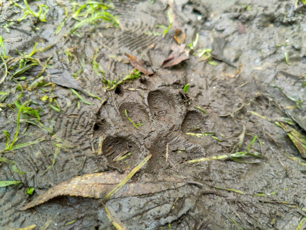 istock Muddy paw print left by dog 1346939175