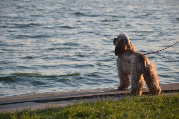 istock Dog on the lakeshore 1346939235