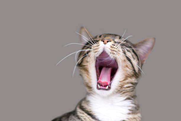 istock A tabby shorthair cat yawning 1346941740