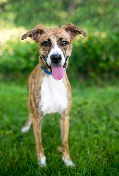 istock A happy brindle mixed breed dog with floppy ears 1346941749