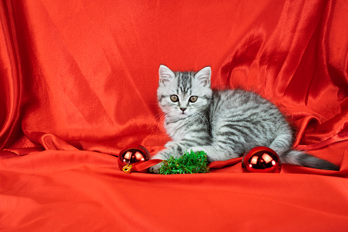 Little cute gray Scottish Straight kitten with fur colored in black marble on silver near Christmas tree balls. Red silk fabric background. Portrait of baby pet cat during christmas time.