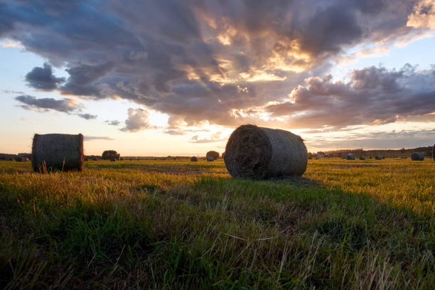 istock Hay roll on a meadow on a summer day with on a cloudy sky. 1346944239