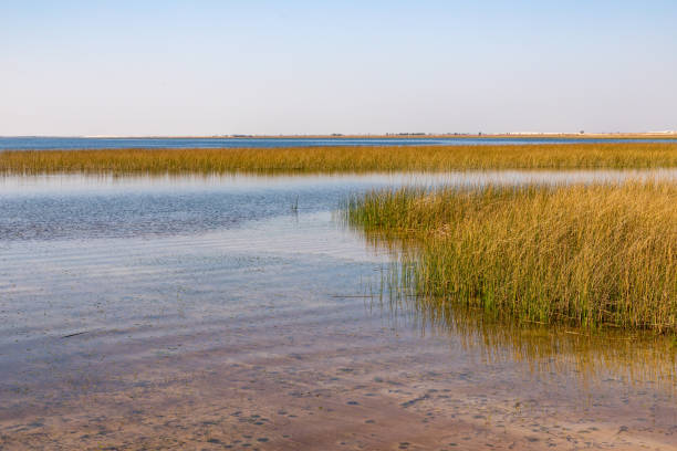 istock Lake with vegetation and sand 1346947052