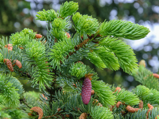 istock Pink unusual cones on a spruce on a rainy summer day 1346948588