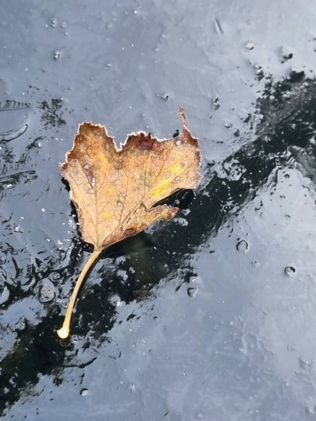 istock Autumn leaf on frozen ice. Morning sun. Cold autumn. 1346951192