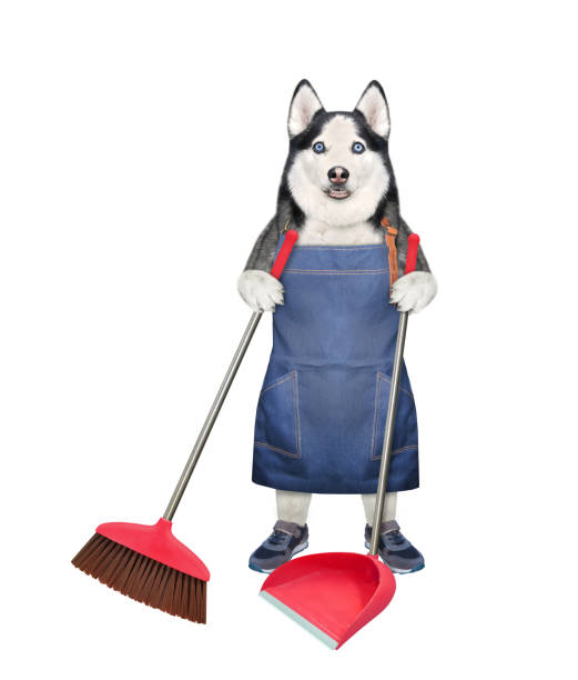 istock Dog husky holds dustpan and broom 1346951275