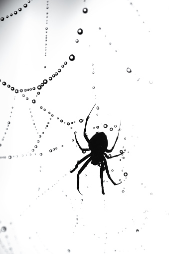 Spiders make webs. Wet spider web, with small spider on color background