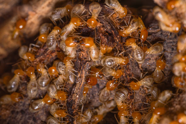 istock A group of termites are changing 1346952158