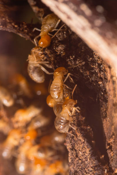 istock A group of termites are changing 1346952194