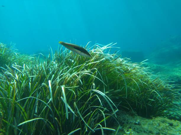 istock Mediterranean marine life 1346953702