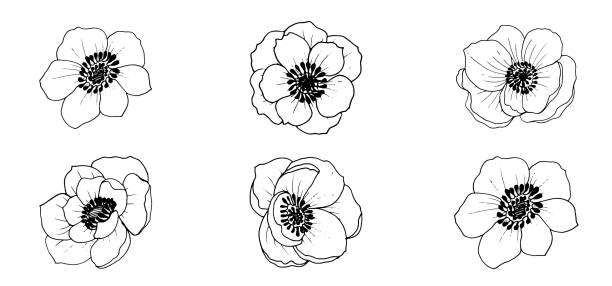 vektor schöne monochrome anemonenblüten, elemente isoliert auf weißem hintergrund. vektordatei. - windröschen stock-grafiken, -clipart, -cartoons und -symbole