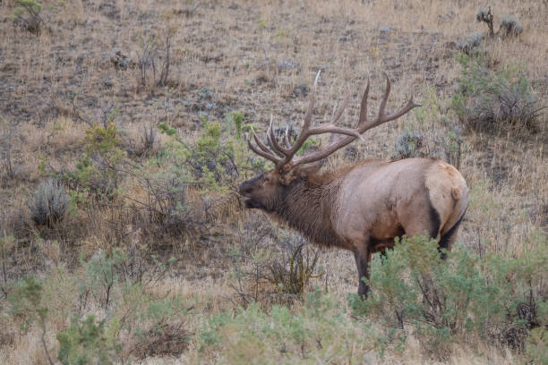 istock Enormous 7x7 bull elk bugling, rounding up elk cows 1346959857
