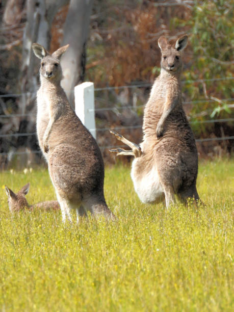 istock Hamilton,  Victoria, Australia 1346960041